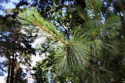 Pinus wallichiana - borovice himalájská - jehlice detail2